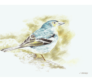 POSTAL PINZÓN AZUL DEL TEIDE